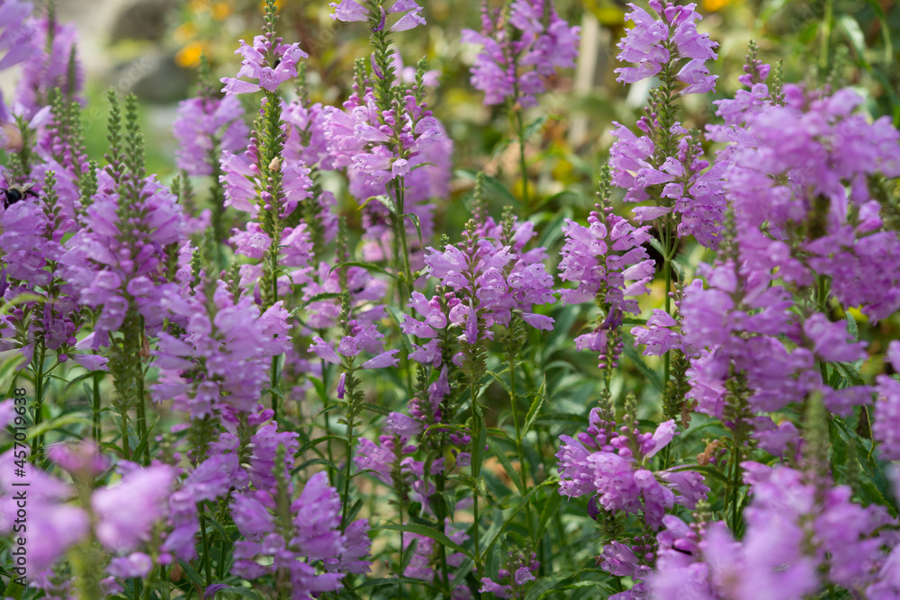 Obraz premium Physostegia virginiana
