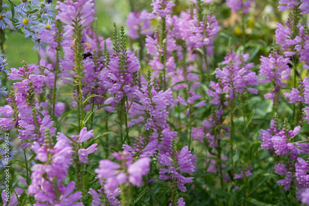Obraz premium Physostegia virginiana
