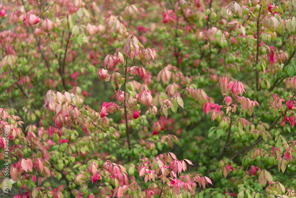 shrub with red and green leaves