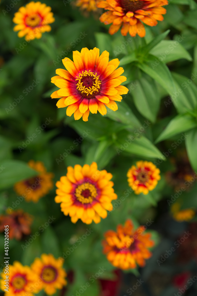 Fototapeta premium bicolored orange zinnia (heliantheae, asteraceae) on a leafy green background