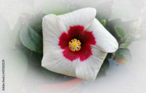 Ibisco Hibiscus moscheutos L. photo