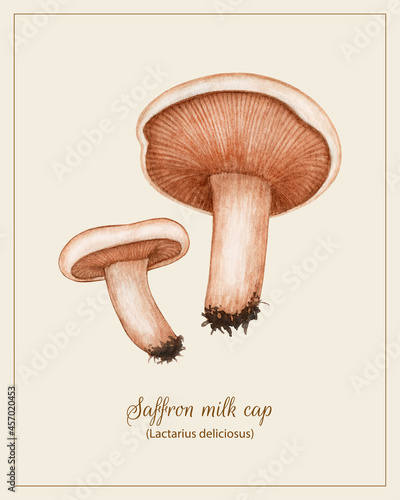 Vintage botanical poster with watercolor vector Lactarius deliciosus (Saffron Milk Cap). Wild Forest edible Russula Mushroom set. Harvest season natural hand drawn retro illustration for kitchen decor