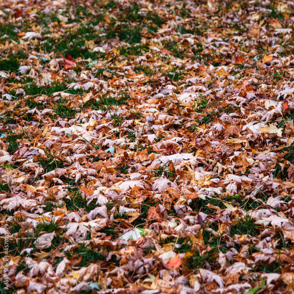 Feuilles d'automne orangé, texture orange, feuille d'érable tombé