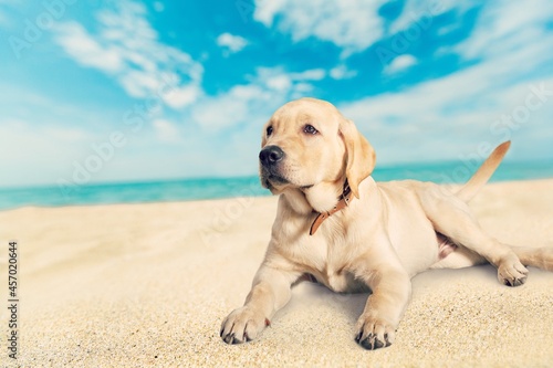 Cute young dog sitting on the sand beach