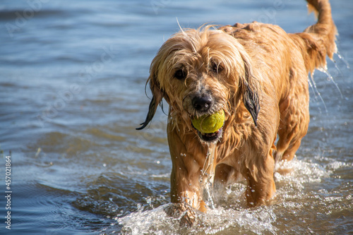Hund im Wasser mit Ball Sommer 