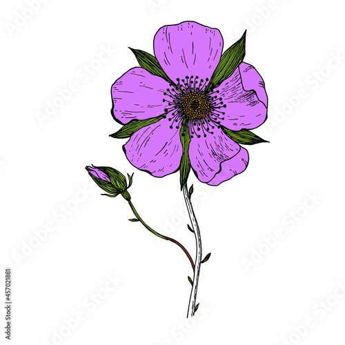 Rosa canina, commonly known as the dog rose, is a variable climbing, wild rose species native to Europe, northwest Africa, and western Asia.