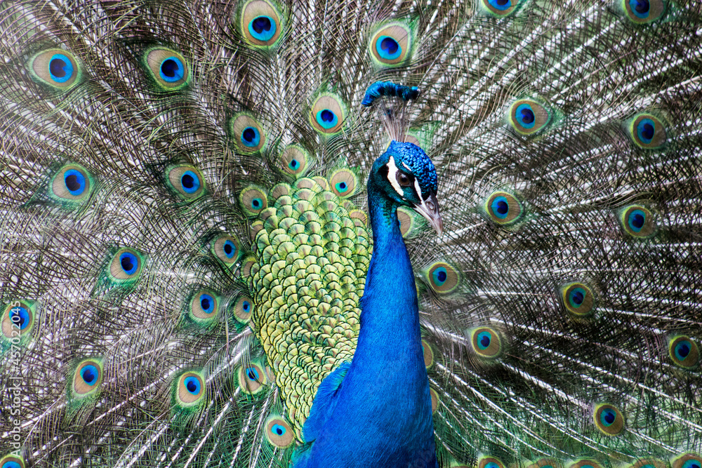 Fototapeta premium close up of peacock