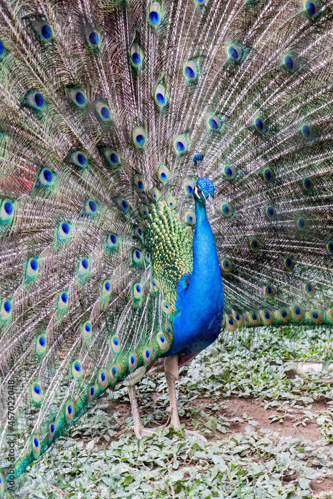 Naklejka premium peacock with feathers out