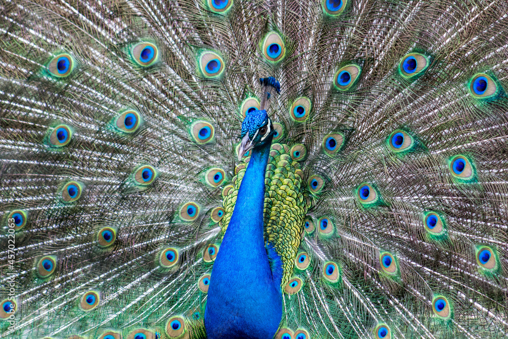Fototapeta premium close up of peacock