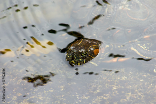 tortoise on the surface