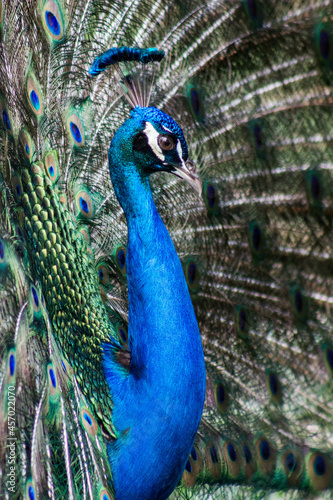 peacock with feathers out