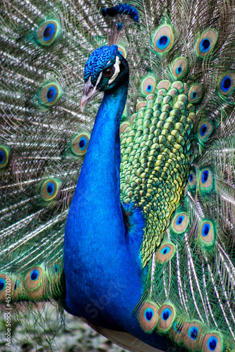 close up of peacock