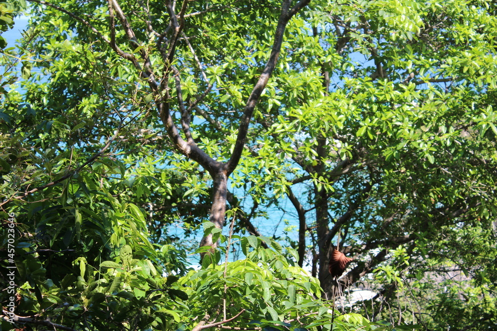 Fototapeta premium trees background the sky. Tayrona park, Santa Marta, Colombia