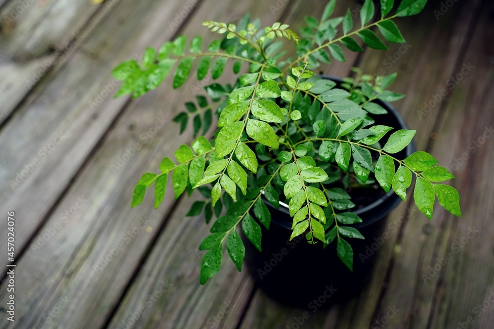 Curry leaves plant in a pot, selective focus Curry leaves plant in a pot, selective focus
