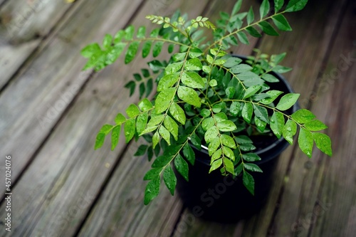 Curry leaves plant in a pot, selective focus