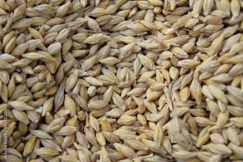 Grain Grain