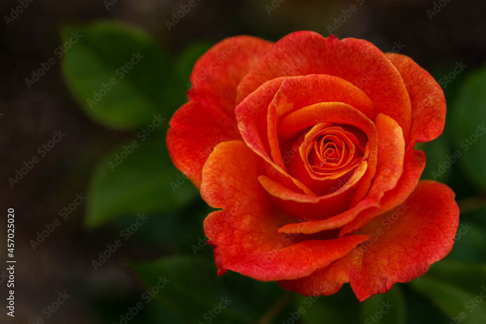 Red rose in the garden Red rose in the garden