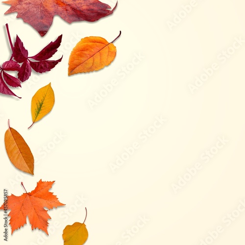 Multicolored autumn leaves on a background. Autumn and fall