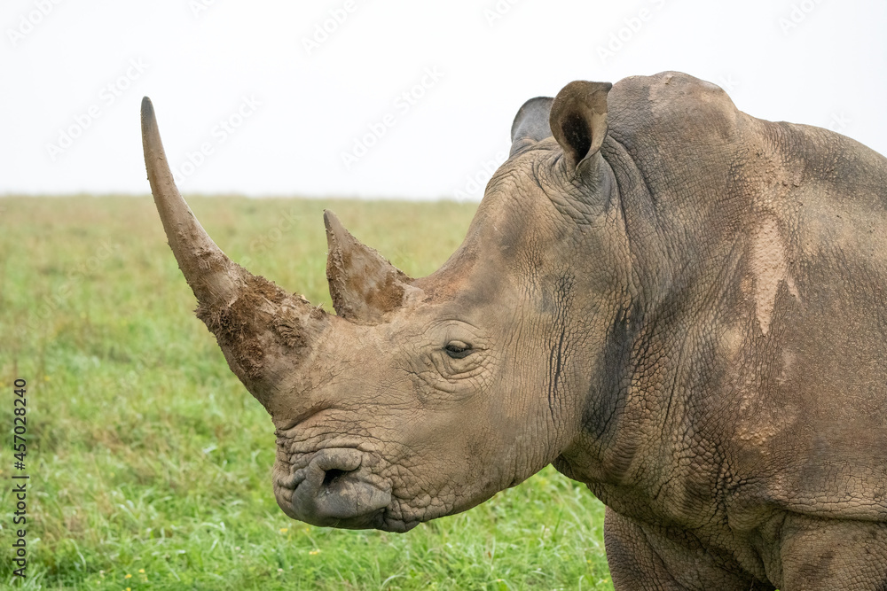 Profile of a large female Southern White Rhinoceros