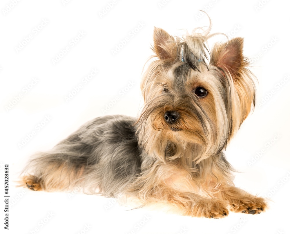 Yorkshire Terrier Puppy Lying Down