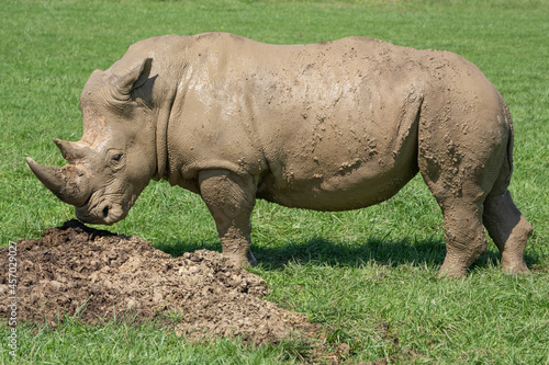 Large male White Rhinoceros smelling dung pile