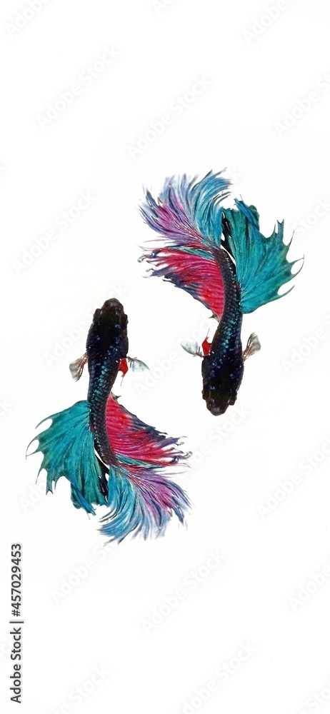 Obraz premium Betta
