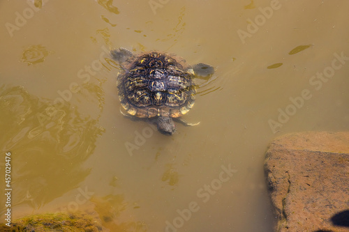 Small terrapin or snapping turtle swimming to shore.