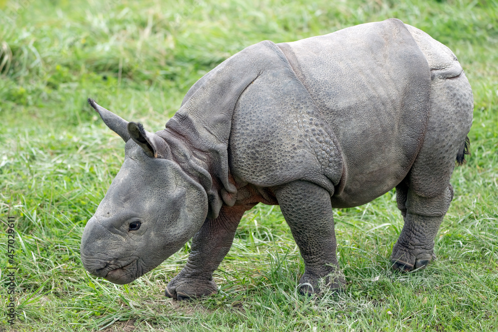 Obraz premium Baby Indian Rhinoceros - 3 week old female