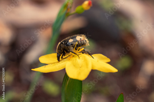 Insect on yellow flower