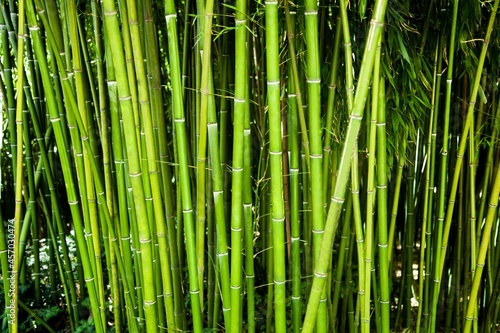 Close-Up of Bamboo Stems