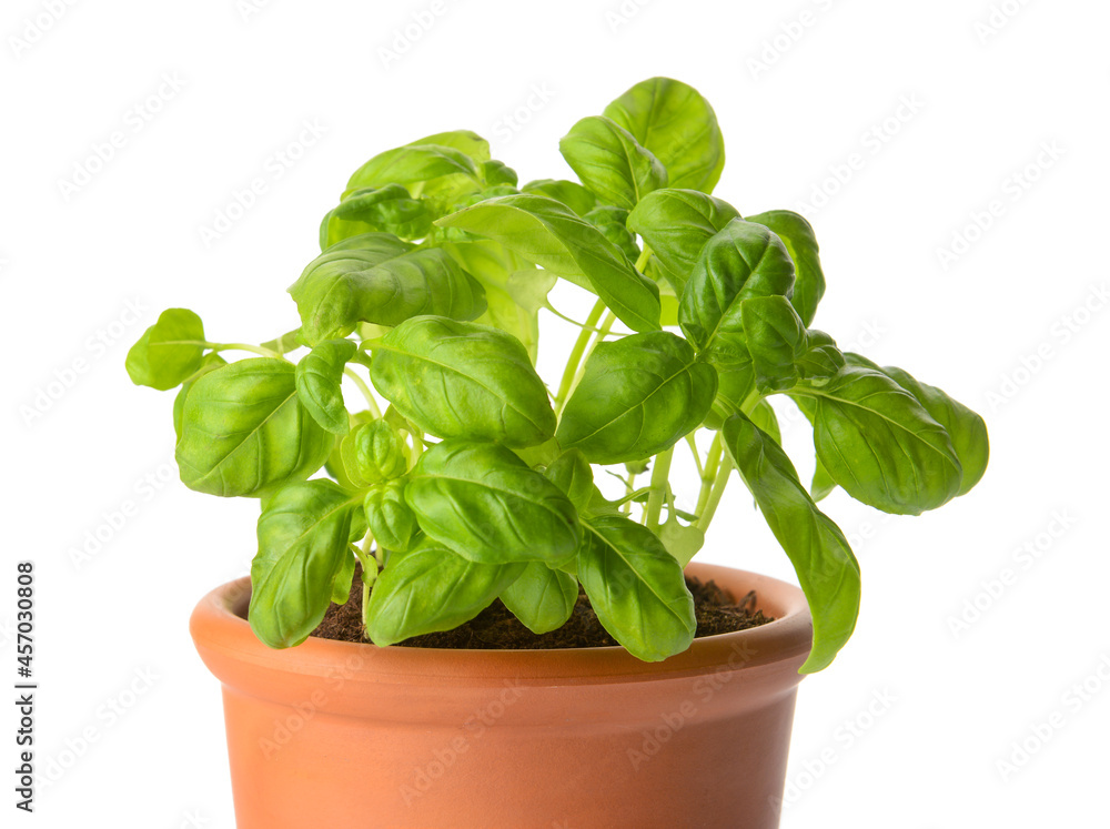 Fresh basil in pot on white background, closeup Fresh basil in pot on white background, closeup