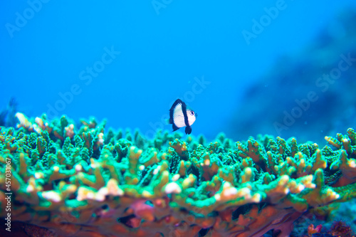 海 サンゴ礁 フタスジリュウキュウスズメダイ サンゴ 沖縄 