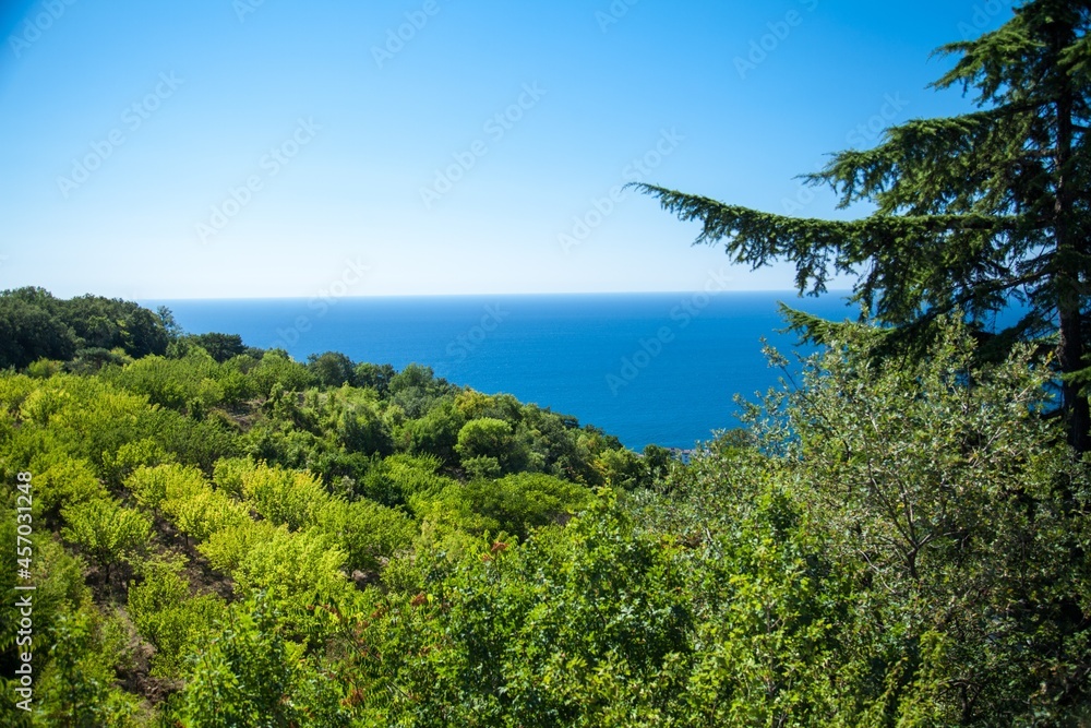 Beautiful Landscape with forest of green trees
