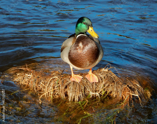 a mallard duck in a wetland park 002