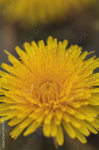 Close-up of yellow flower bud  Taraxacum 