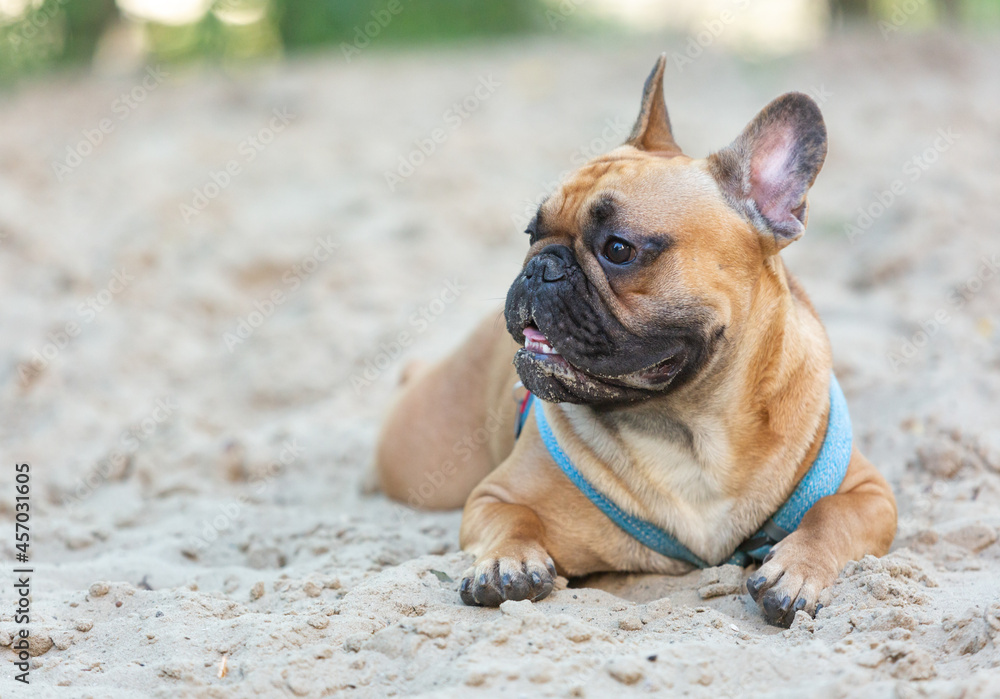 Funny french puppy bulldog outside. Adorable orange bulldog in blue harness in the playground on sand
