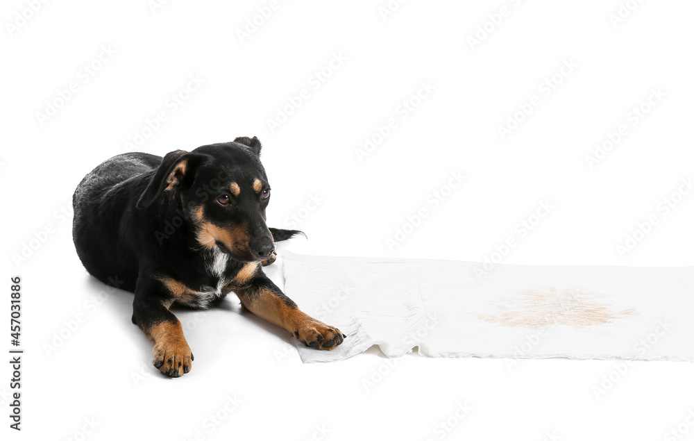 Obraz premium Cute dog near underpad with wet spot on white background