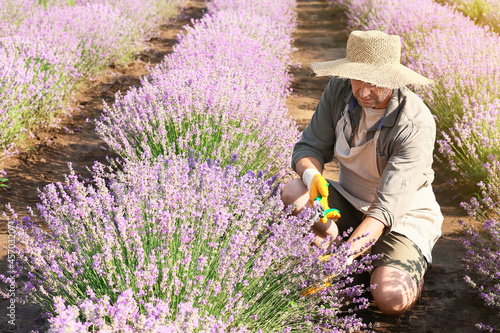 Farmer in beautiful lavende...