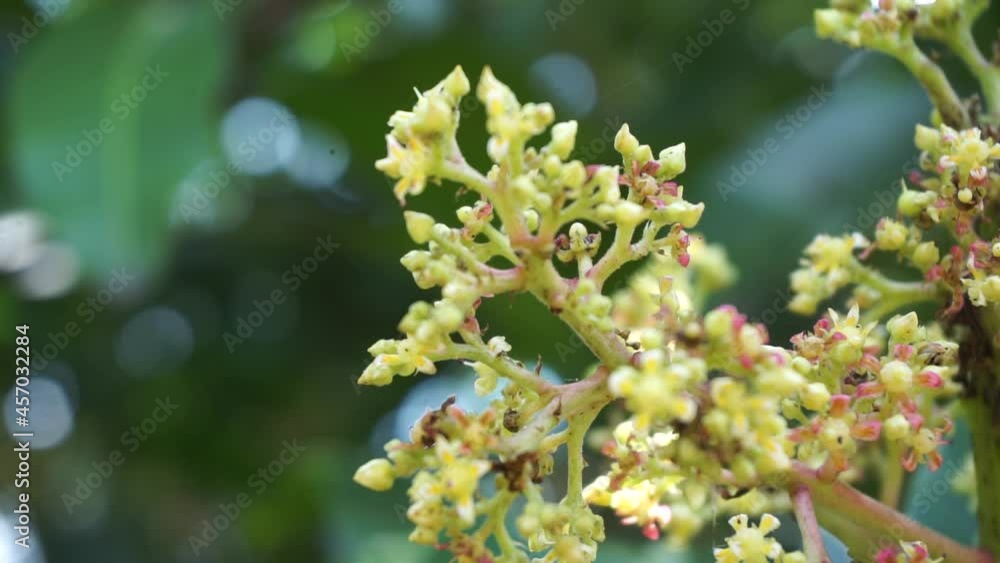 The flower of mango with a natural background The flower of mango with a natural background