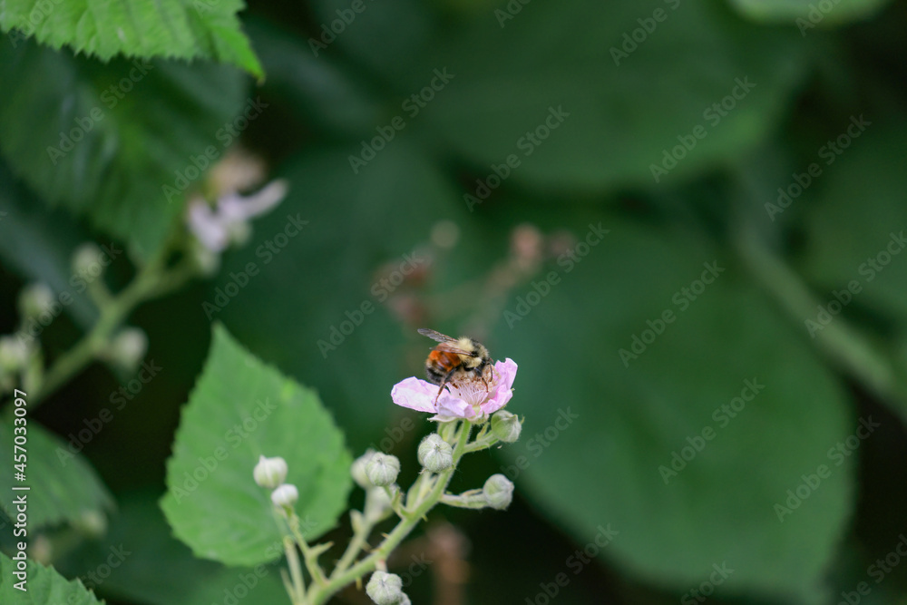 soft pink blooms on a blackberry vine soft pink blooms on a blackberry vine