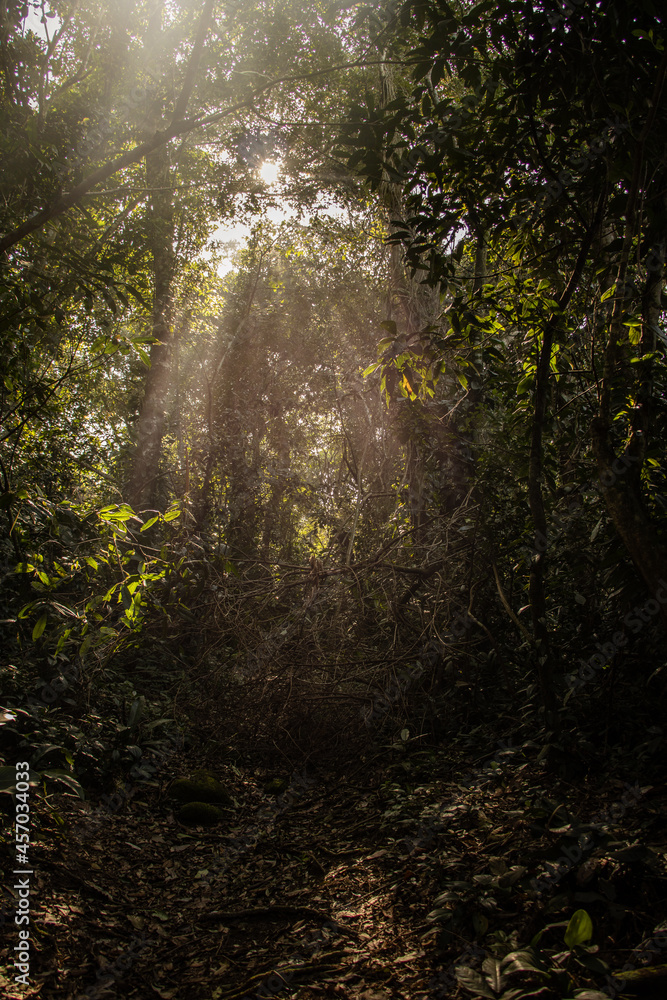 Obraz premium Light on the trees