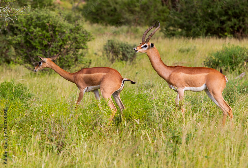 Two Gerenuk antelope in the bush. taken in Samburu, Kenya
