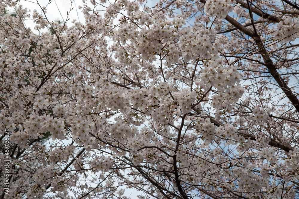 Spring cherry blossoms at the Senior Welfare Center in Yeoju, Gyeonggi-do, South Korea Spring cherry blossoms at the Senior Welfare Center in Yeoju, Gyeonggi-do, South Korea