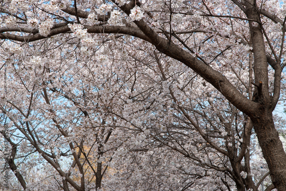 Spring cherry blossoms at the Senior Welfare Center in Yeoju, Gyeonggi-do, South Korea Spring cherry blossoms at the Senior Welfare Center in Yeoju, Gyeonggi-do, South Korea