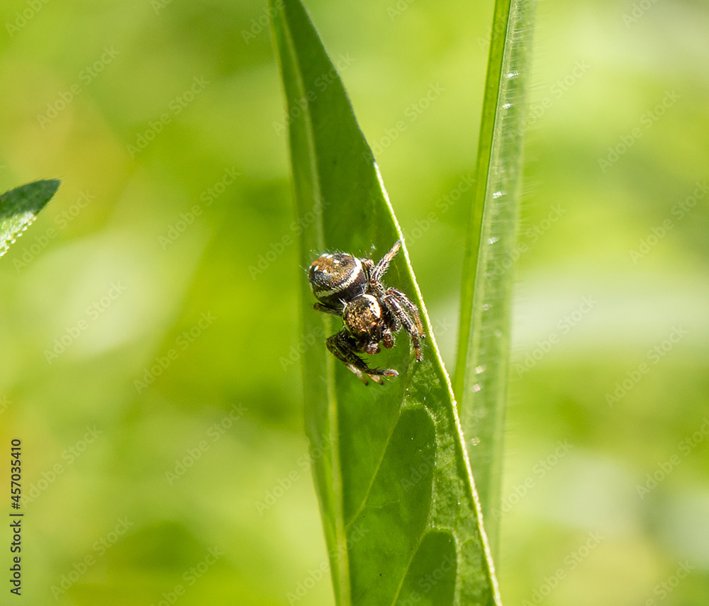spider (salticidae) on a leaf spider (salticidae) on a leaf