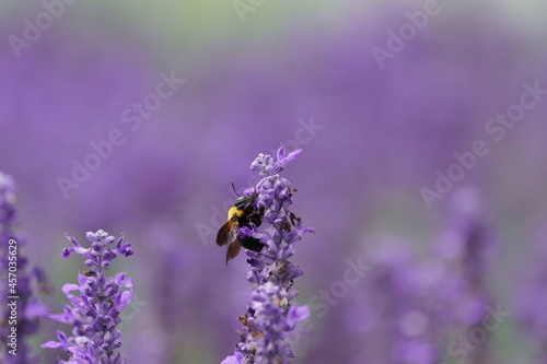 Fototapeta Naklejka Na Ścianę i Meble -  花の蜜を集めるクマンバチ　飛んでいるクマバチ