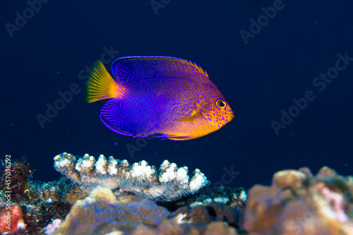 綺麗な魚　八丈島　旅行　海　レンテンヤッコ美しい　魚