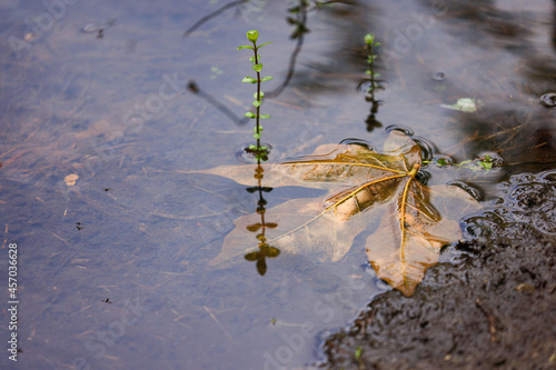 fallen maple leaf submerged in a pond