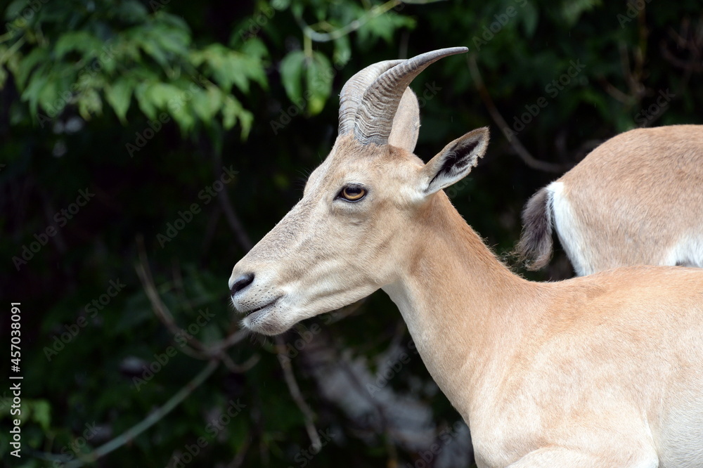 Female of the Dagestan tour (Latin Capra caucasica cylindricornis) in the zoo