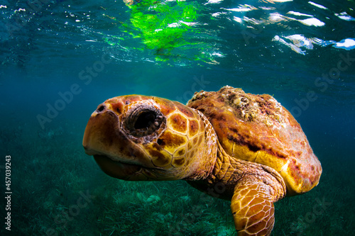 Close up of a loggerhead turtle